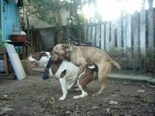 two dogs ... station wagon))