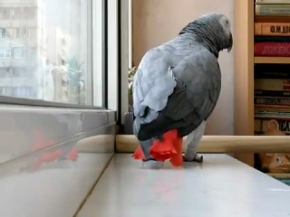 parrot sings ani lorak's song big ass milf